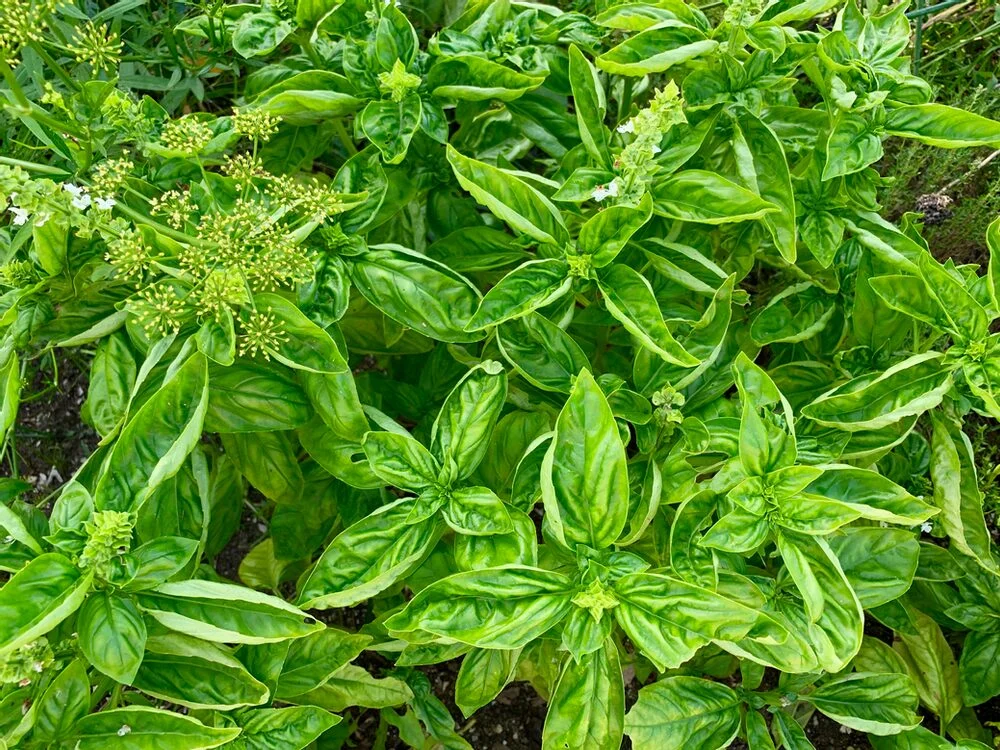 PESTO PALOOZA!