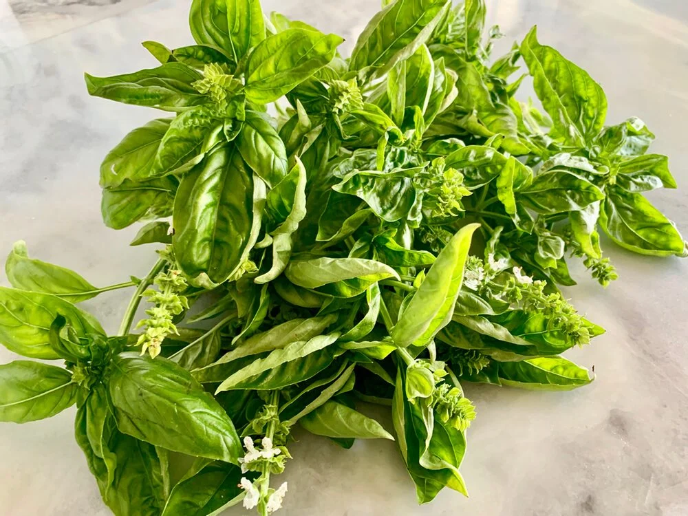 PESTO PALOOZA!
