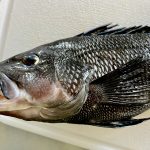 IMG_8537
